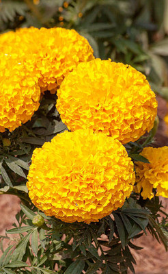 SIDDHI AGENCIES marigold/gende ka phool flower seeds Seed(50 per packet)