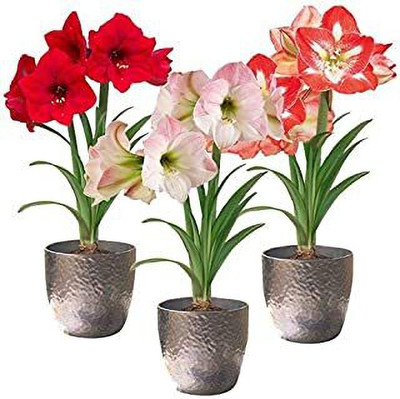 Audbhidhi Flower Bulbs for Summer Season Hippeastrum/Amaryllis lily Seed(2 per packet)