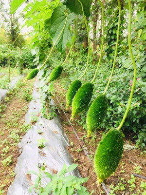 BDSresolve kantola seeds hybrid II spiny gourd seeds For home garden Seed(51 per packet)