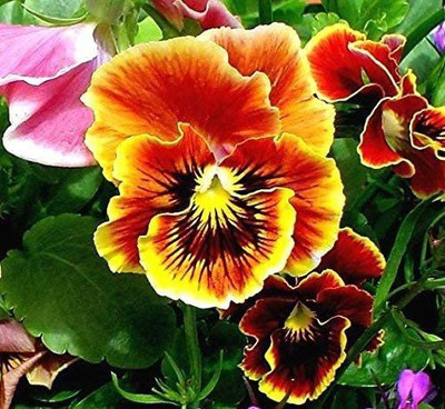 CYBEXIS Pansy Rococo Mix Seeds Seed(50 per packet)