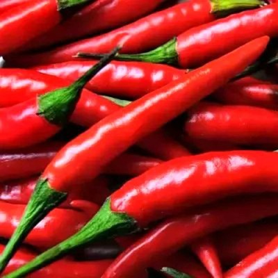 CYBEXIS Giant Chili Seeds Pepper Garden Farm Plant 2400 Seeds Seed(2400 per packet)