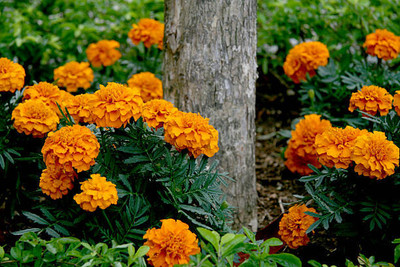 Hanu marigold/gende ka phool flower seeds Seed(50 per packet)