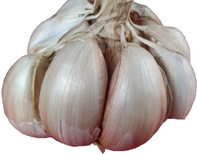 KANAYA Garlic, Purple Seed(5 per packet)