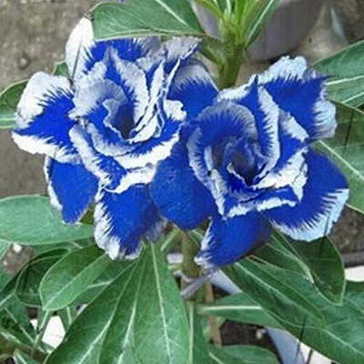 CRGO ADENIUM Seed(35 per packet)
