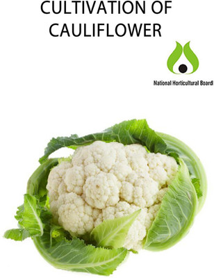 CYBEXIS Pusa Snowball K-1 Cauliflower Variety2000 Seeds Seed(2000 per packet)