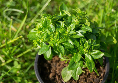 WILLVINE HUA-13 Fino Verde Little-Leafed Basil Seed(1000 per packet)