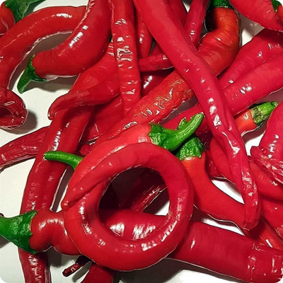 CYBEXIS Good Germination Red Hot Long Chilli Seeds1200 Seeds Seed(1200 per packet)