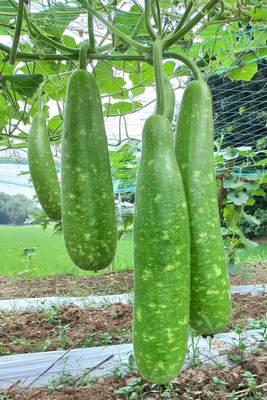 AMAJIT Bottle Gourd Seeds, Bangladeshi Hazari Lau 13 Seed(13 per packet)