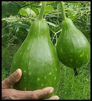 CRGO GHIYA , LAUKI , BOTTLE GOURD Seed(90 per packet)