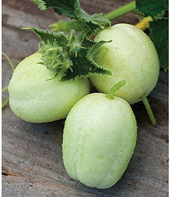 Qualtivate ICRA-1A Crystal Apple Cucumber Seeds Seed(300 per packet)