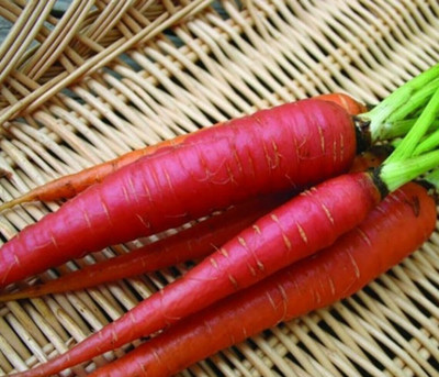 Quentova Atomic Red Carrot-6S-KMT Seed(200 per packet)