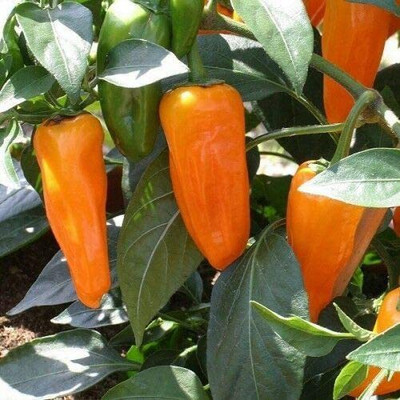 CYBEXIS Fast Germination Pepper Chilli Cheyanne Seeds2400 Seeds Seed(2400 per packet)
