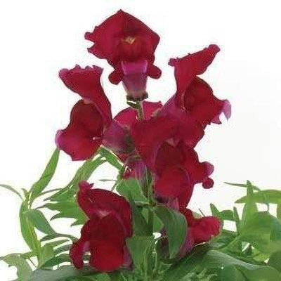 Aywal Antirrhinum Flower Tom Thumb Mix GMO Seed(70 per packet)
