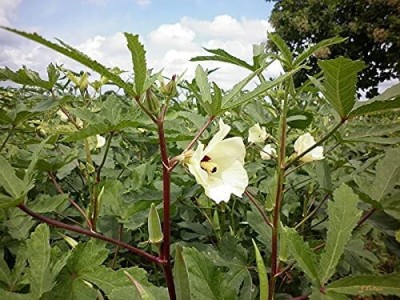 Aywal Okra Burgundy F1 Hybrid Vegetable Seeds (LADIES FINGER) Seed(1000 per packet)