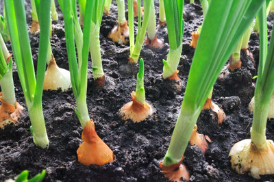 VibeX ® VMR-1093 Orange Onion | Pyaj Hybrid Seeds Seed(1000 per packet)