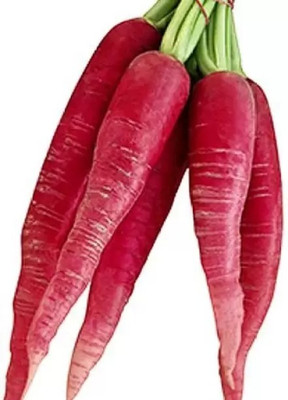 MAA Radish Red, Muli Seed(171 per packet)