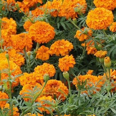 Arshiayat marigold flower all season seeds 15 Seed(15 per packet)