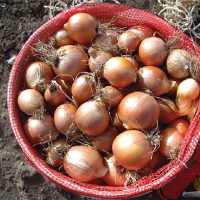 CYBEXIS Organic Orange Onion Seeds2000 Seeds Seed(2000 per packet)