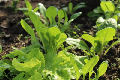 AFARTIOBINA 51 PCS SPINACH SEEDS Seed(51 per packet)