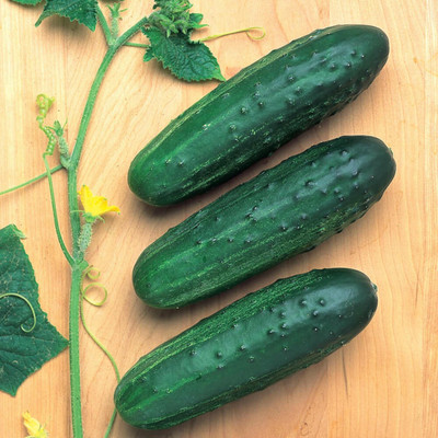 WHYGI Cucumber Sassy F1 Seed-CuC_847 Seed(150 per packet)