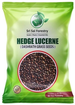SRI SAI FORESTRY Hedge Lucerne (Dashrath Grass) Animal Fodder for Goat, Cow Grass Seed(1000 per packet)
