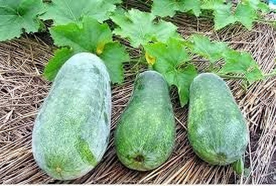 SUPRIKAM Desi Ash Gourd/Wax Gourd/Chal kumro Seed(5 per packet)