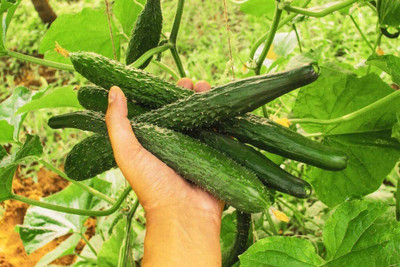 CYBEXIS Non-GMO Organic Heirloom Cucumber Seeds500 Seeds Seed(500 per packet)