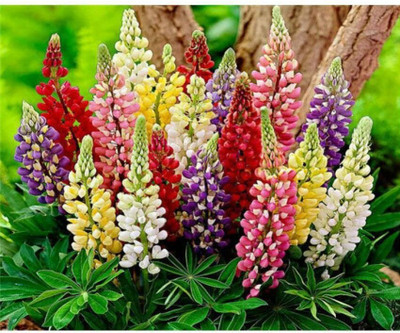 Aywal Lupin Pixie Dwarft Mixed Flower Seed(80 per packet)