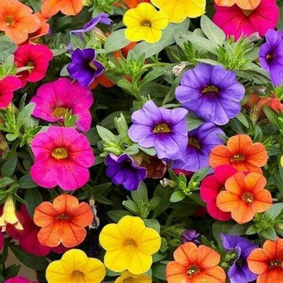 Qualtivate LX-279 Mixed Calibrachoa Petunia Flower Seeds Seed(50 per packet)