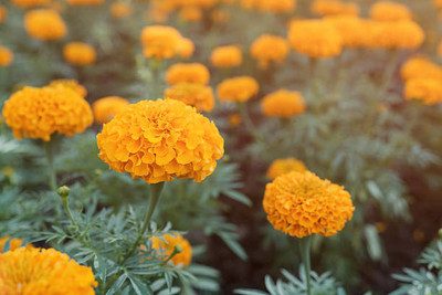 ASTRO HUB marigold/gende ka phool flower seeds Seed(75 per packet)