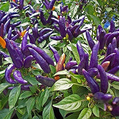 KANAYA Moti Mirch/Pepper Green Hybrid Seed(110 per packet)
