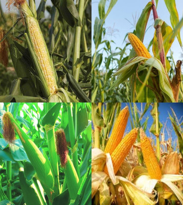 ibains Hybrid baby corn seeds beez 67 Seed(67 per packet)