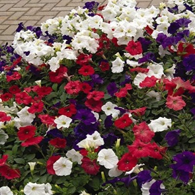 Qualtivate VVI-49 The Flag Easy Wave Petunia Flower Seed Mix Seeds Seed(50 per packet)