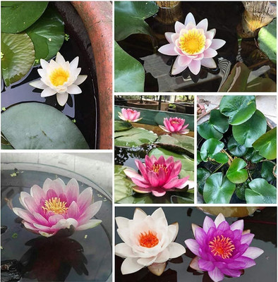 Qualtivate AXL-1AT Dwarf Aquatic Water Lily Seed(25 per packet)