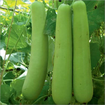 KNESSiN High-Yielding GHIYA K BEEJ/LONG BOTTLE GOURD-[100gm] Seed(400 per packet)