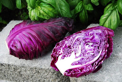 WILLVINE PAU -III Cabbage Red Kalibos Vegetable [2.5g] Seed(750 per packet)