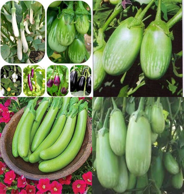ibains Wild brinjal seeds bij 70 Seed(70 per packet)