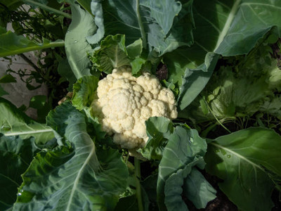 Poltrona Frau white cauliflower,gobhee seeds Seed(15 per packet)
