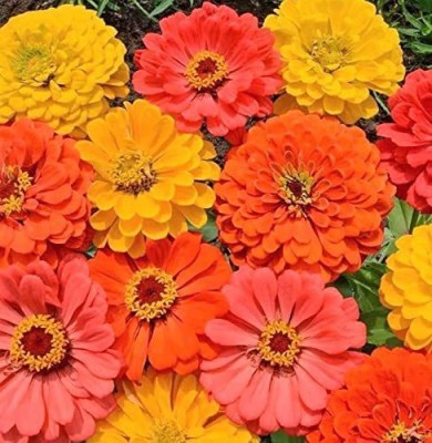 VibeX XLL-52 - Zinnia Orange King Canary Yellow Coral Beauty Mixed Colors (270 Seeds) Seed(270 per packet)