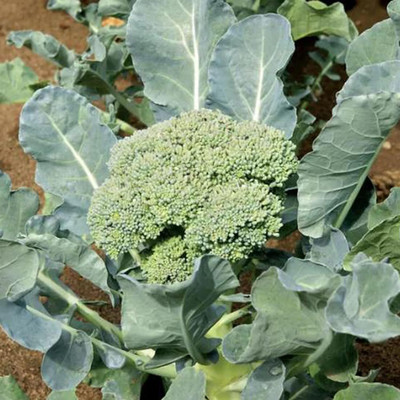 WILLVINE SCI -VIII Chinese Broccoli Seeds [10g] Seed(3000 per packet)