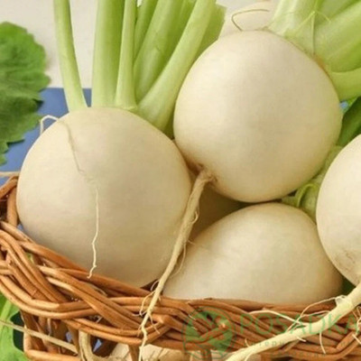 Quentova Turnip Egg white-VXI-5A Seed(250 per packet)