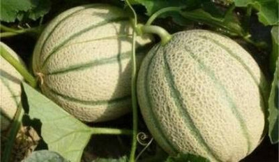 Aywal Organic Muskmelon sweet honeydew Seed(100 per packet)