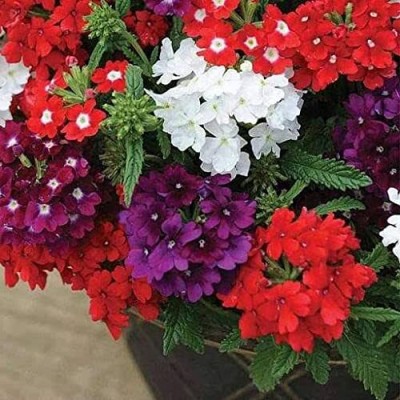 TRICONE Verbena Flower Seeds Multi Colour, for Home Gardening 150 Seeds A19 Seed(150 per packet)