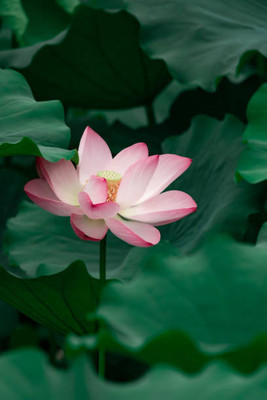 NaturePlanet lotus,kamal gatta Seed(10 per packet)