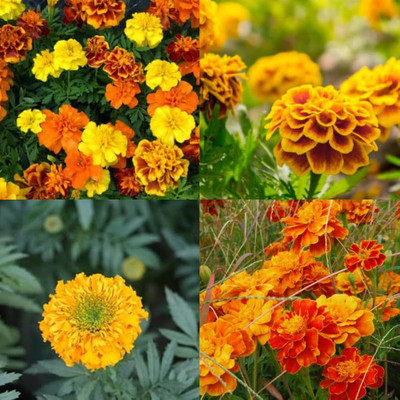 AMAJIT Marigold flower seeds Home Gerdening,Genda mix flower seeds Seed(50 per packet)