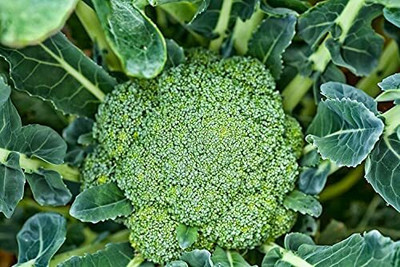 CYBEXIS KGF -88 - Non Gmo Broccoli - (150 Seeds) Seed(150 per packet)