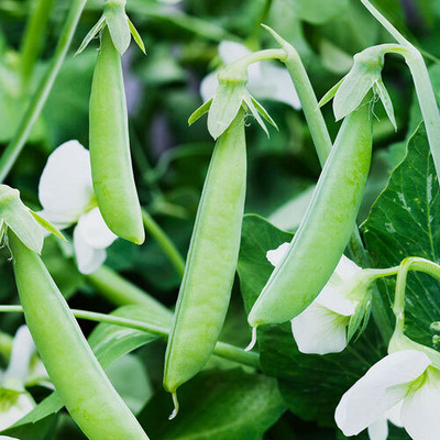 MOONQULTY Sweet Pea Vegetable Seeds 51 Seed(51 per packet)