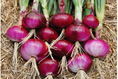 Cloud Farm Nasik Hybrid Onion Seed(20 per packet)