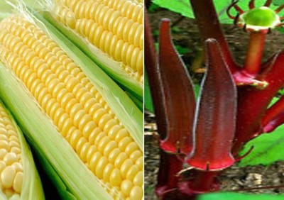 Aywal Sweet Corn and Okra Bhindi Scarlet Red Seeds Seed(20 per packet)