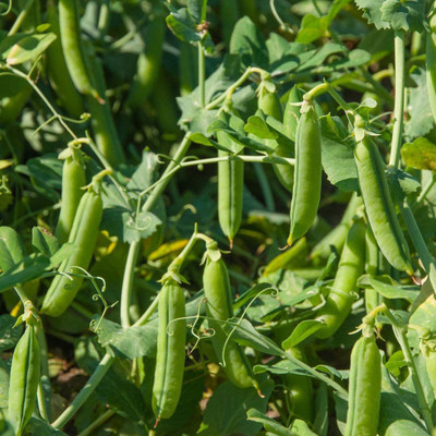 CYBEXIS Pea Seeds - Heavy Cropper800 Seeds Seed(800 per packet)